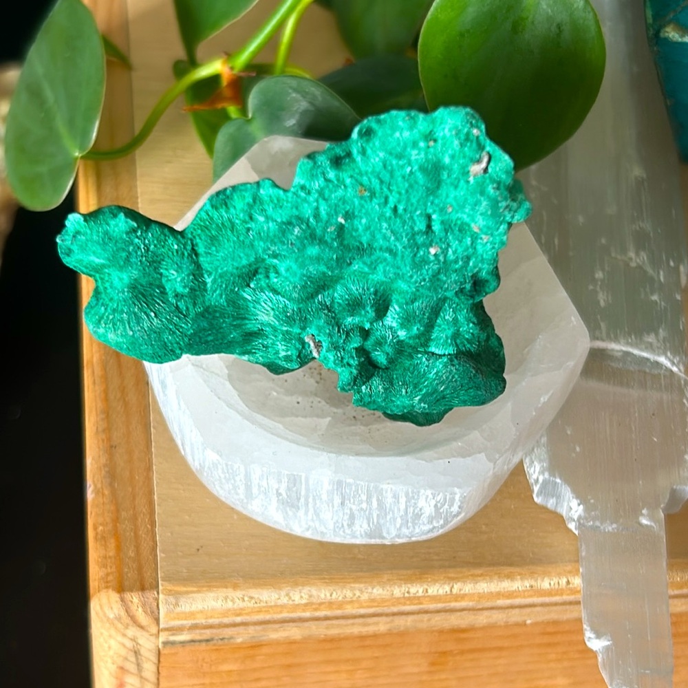 Rare form of Velvet Malachite
